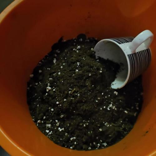 RQS Do-Sì-Dos Autoflower Grow 💚