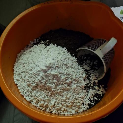 RQS Do-Sì-Dos Autoflower Grow 💚