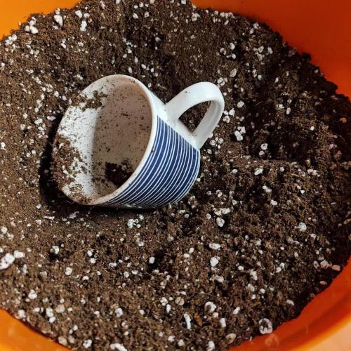 RQS Watermelon Automatic Grow 🍉