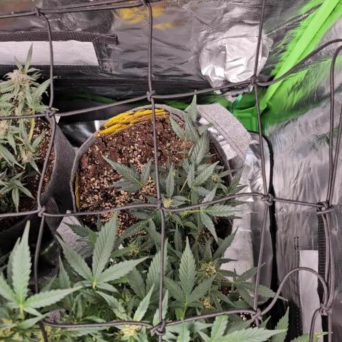 RQS Purple Punch Automatic Grow 💜