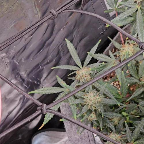 RQS Purple Punch Automatic Grow 💜