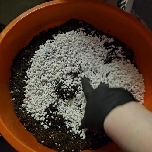 RQS Purple Lemonade Automatic Grow.