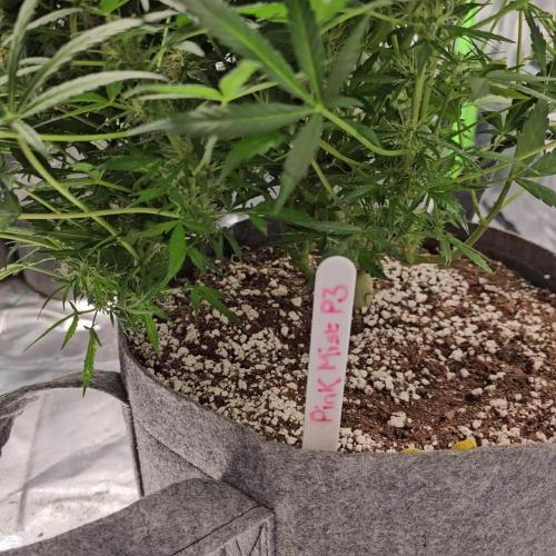RQS Pink Mist Automatic Grow 💗