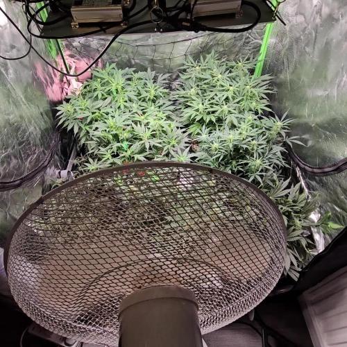 RQS Bubble Kush Autoflower Grow 🧡