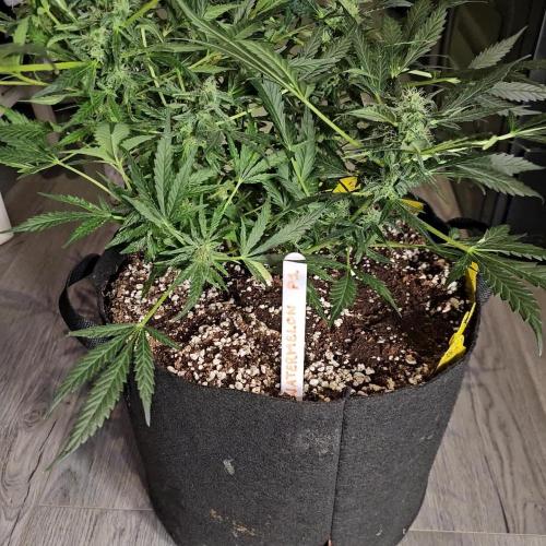 RQS Watermelon Automatic Grow 🍉