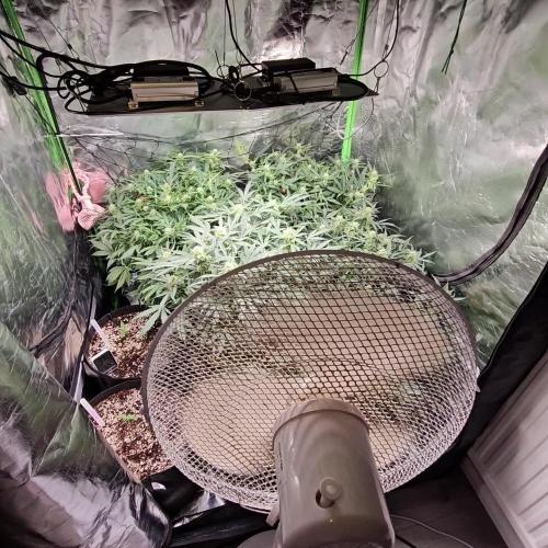 RQS Watermelon Automatic Grow 🍉