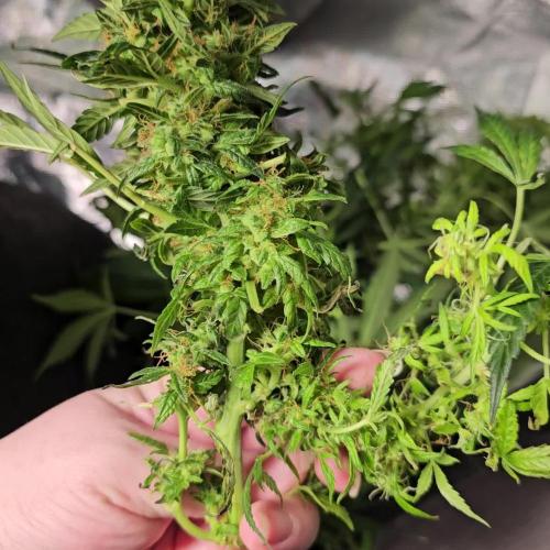 RQS Pink Mist Automatic Grow 💗