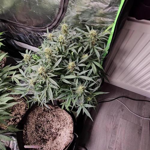 RQS Pink Mist Automatic Grow 💗