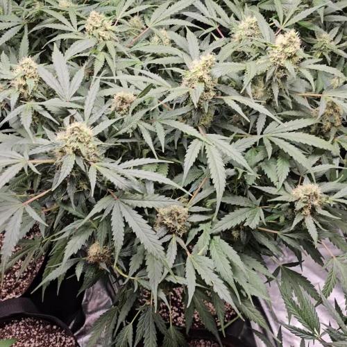 RQS Do-Sì-Dos Autoflower Grow 💚