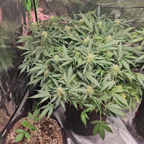 RQS Bubble Kush Autoflower Grow 🧡