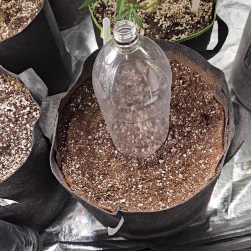 RQS HulkBerry Auto 💜💚