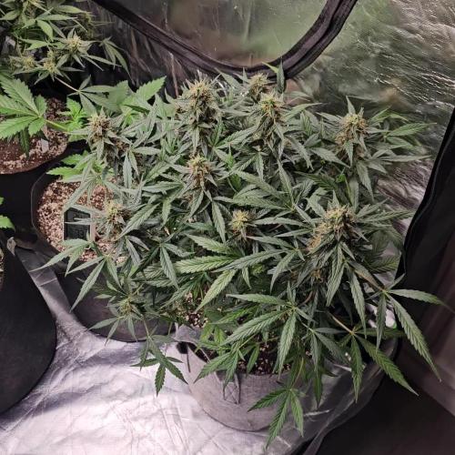 RQS Pink Mist Automatic Grow 💗