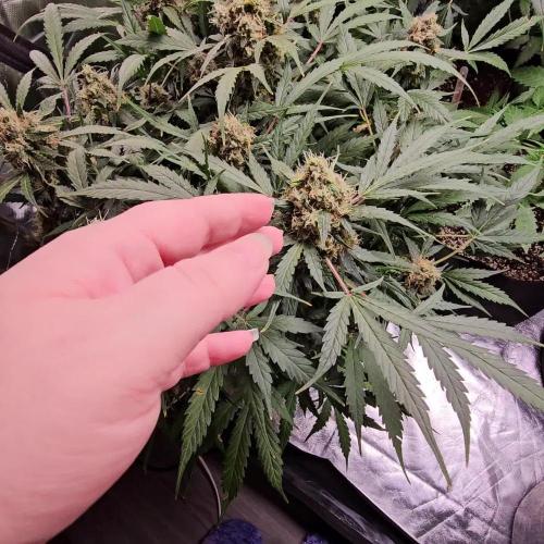 RQS Do-Sì-Dos Autoflower Grow 💚