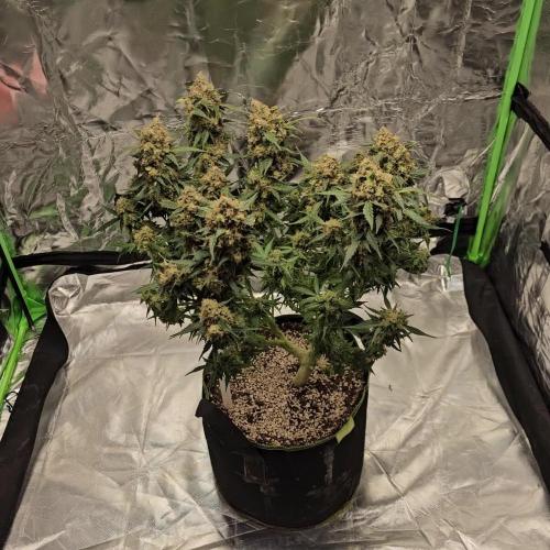 RQS Do-Sì-Dos Autoflower Grow 💚