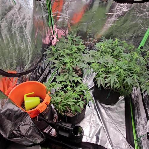 RQS HulkBerry Auto 💜💚