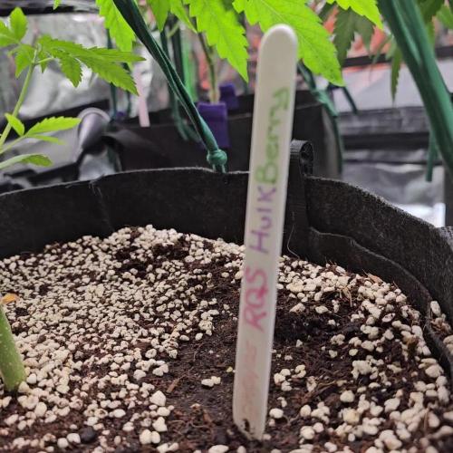 RQS HulkBerry Auto 💜💚