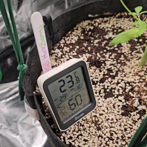 RQS HulkBerry Auto 💜💚