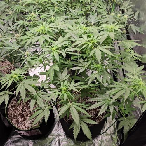 RQS Northern Lights Auto 💚🧡💜