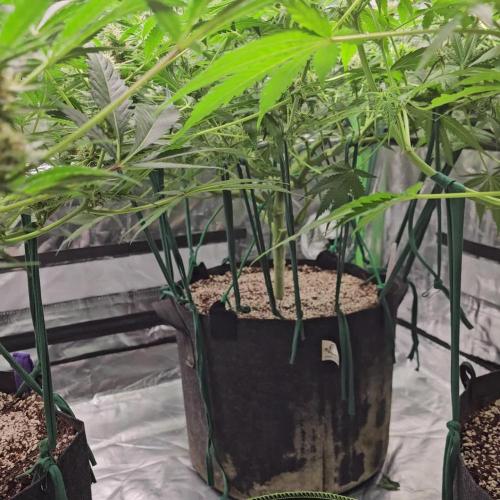 RQS Northern Lights Auto 💚🧡💜