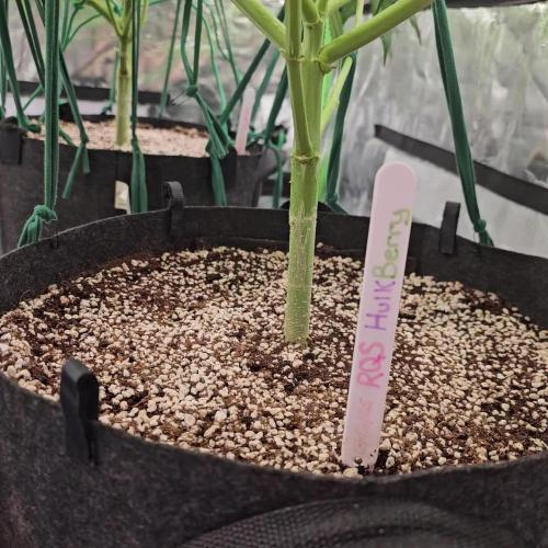 RQS HulkBerry Auto 💜💚