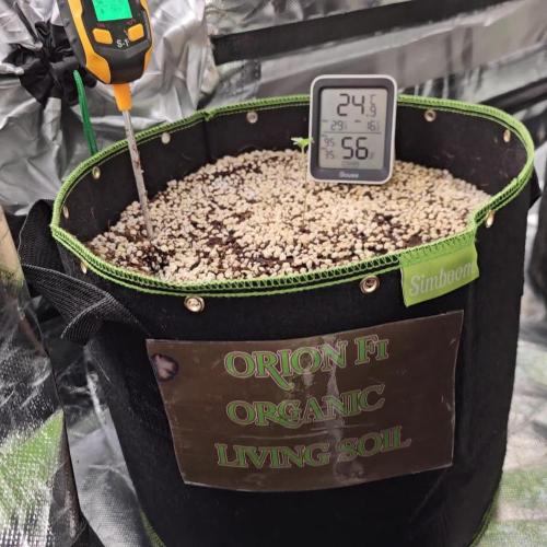 RQS Orion F1 Autoflower Grow 💚 Organic Dry Amendments 💚 Plant #1 💚