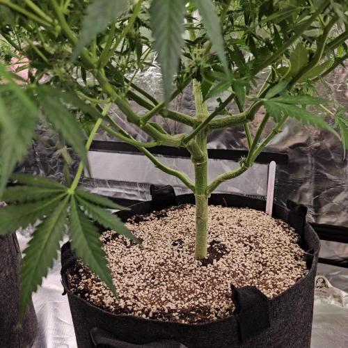 RQS Northern Lights Auto 💚🧡💜