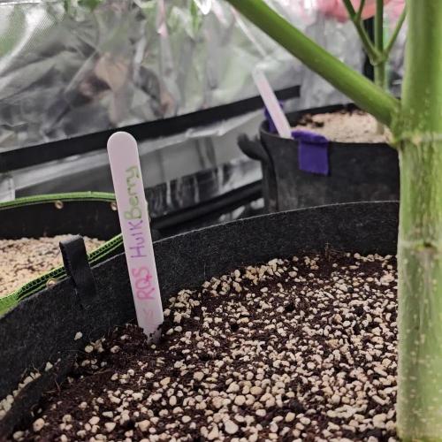 RQS HulkBerry Auto 💜💚