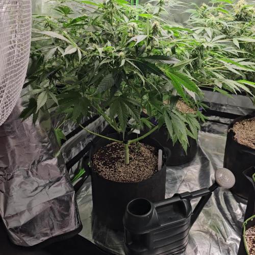 RQS HulkBerry Auto 💜💚