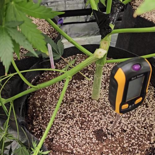 RQS HulkBerry Auto 💜💚