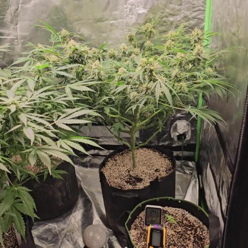 RQS Northern Lights Auto 💚🧡💜