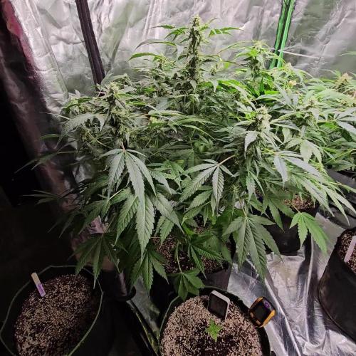 RQS HulkBerry Auto 💜💚