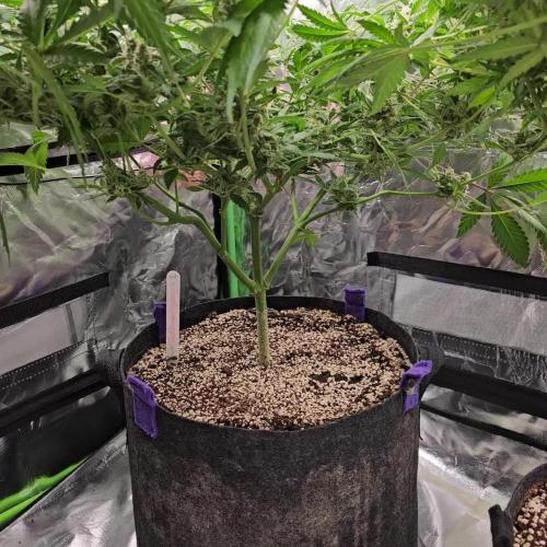 FastBuds Mix Auto Pack #1 💜