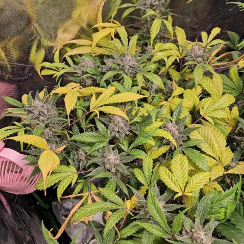 FastBuds Mix Auto Pack #1 💜