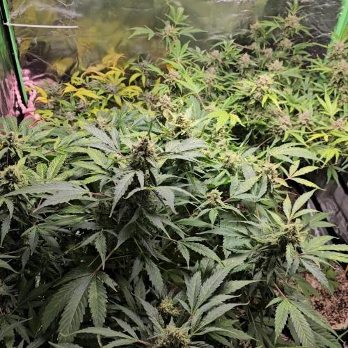 RQS HulkBerry Auto 💜💚