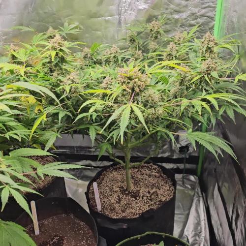 RQS Northern Lights Auto 💚🧡💜