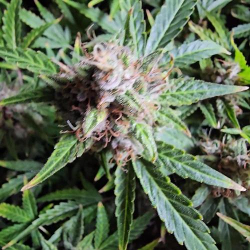 RQS Northern Lights Auto 💚🧡💜