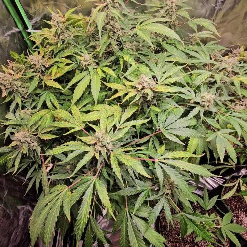 RQS HulkBerry Auto 💜💚