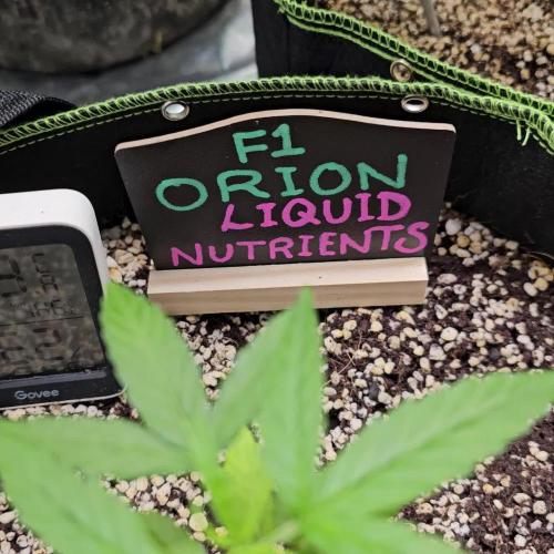 RQS Orion F1 Autoflower Grow 💖 Liquid Nutrients 💖 Plant #2 💖
