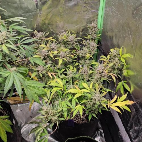 FastBuds Mix Auto Pack #1 💜