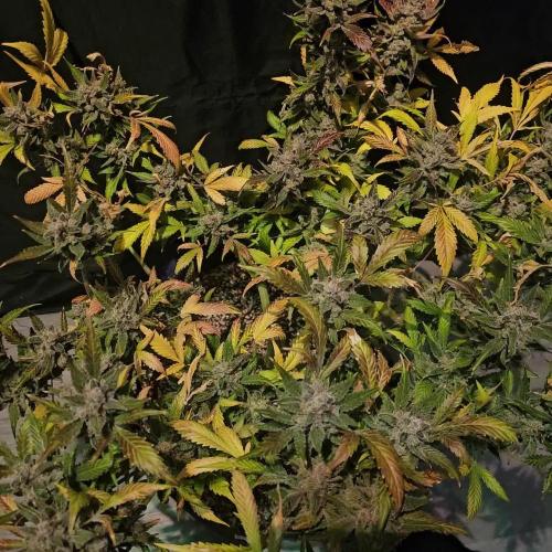 FastBuds Mix Auto Pack #1 💜