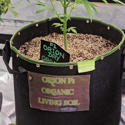 RQS Orion F1 Autoflower Grow 💚 Organic Dry Amendments 💚 Plant #1 💚