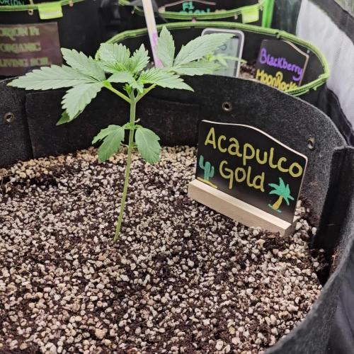 🧡Acapulco Gold Auto 🧡