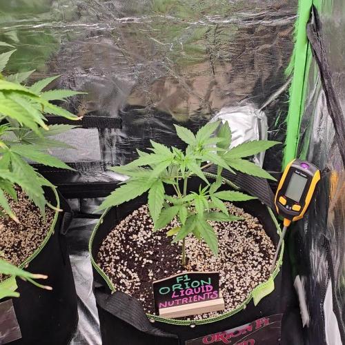 RQS Orion F1 Autoflower Grow 💖 Liquid Nutrients 💖 Plant #2 💖
