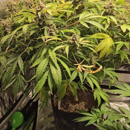 RQS HulkBerry Auto 💜💚