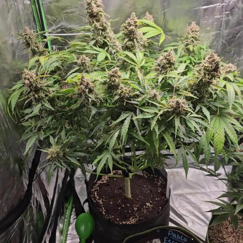 RQS HulkBerry Auto 💜💚