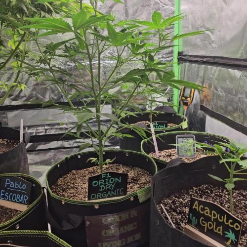 RQS Orion F1 Autoflower Grow 💚 Organic Dry Amendments 💚 Plant #1 💚