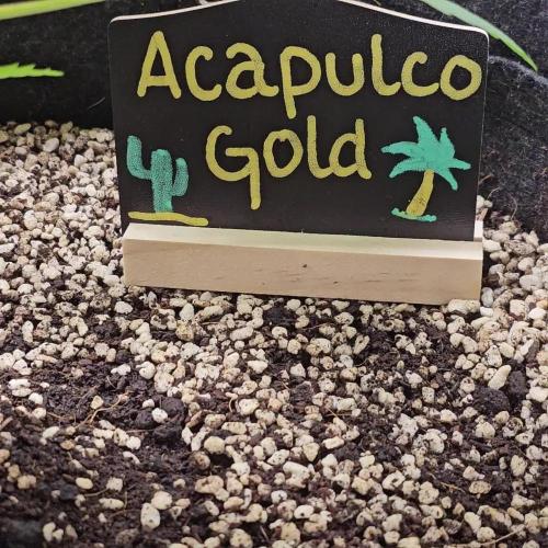 🧡Acapulco Gold Auto 🧡
