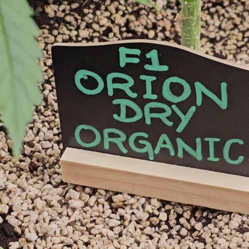 RQS Orion F1 Autoflower Grow 💚 Organic Dry Amendments 💚 Plant #1 💚