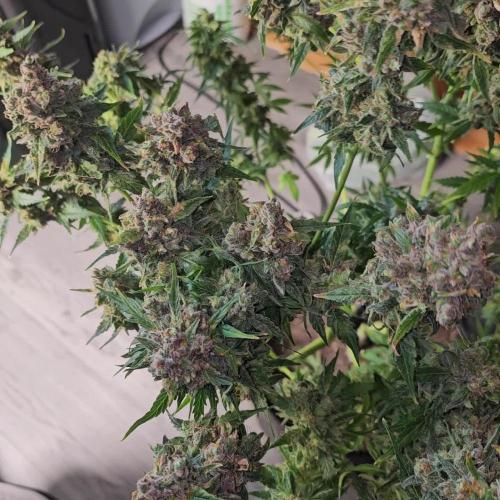 RQS HulkBerry Auto 💜💚