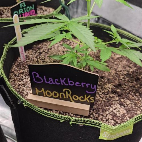 π Blackberry Moonrocks π